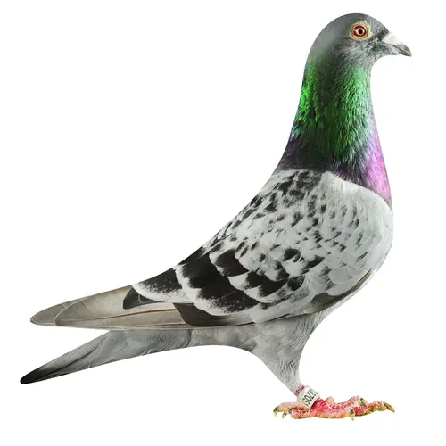 Pigeon voyageur au plumage gris et au cou aux reflets verts et violets