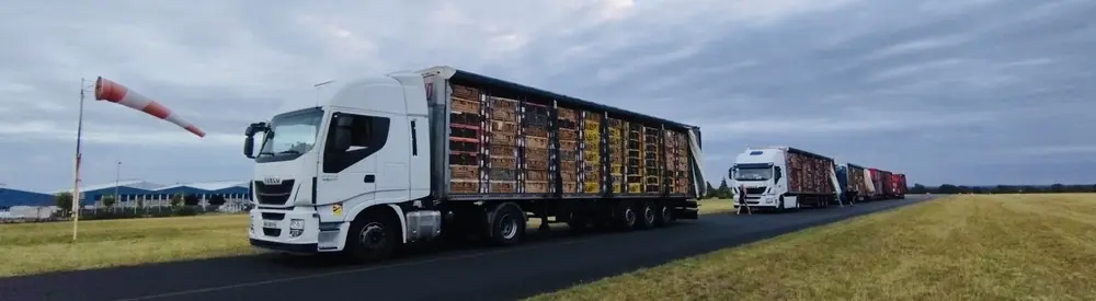 Les camions colombophiles à Argenton à 6 h 45