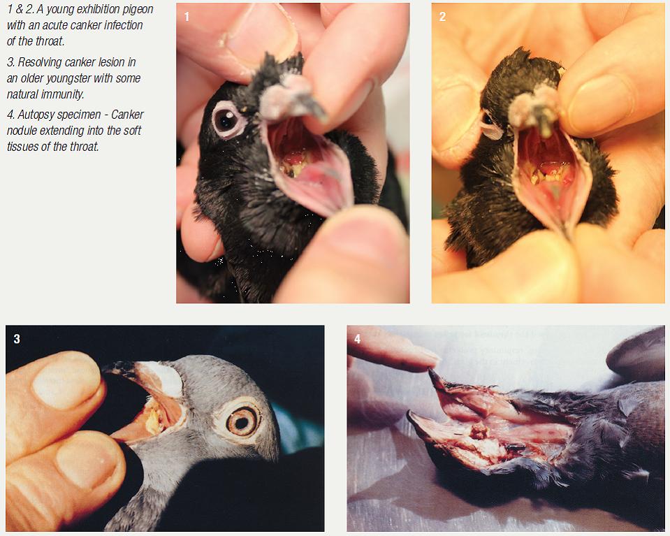 Photographies cliniques et pièce d’autopsie montrant des lésions de trichomonose